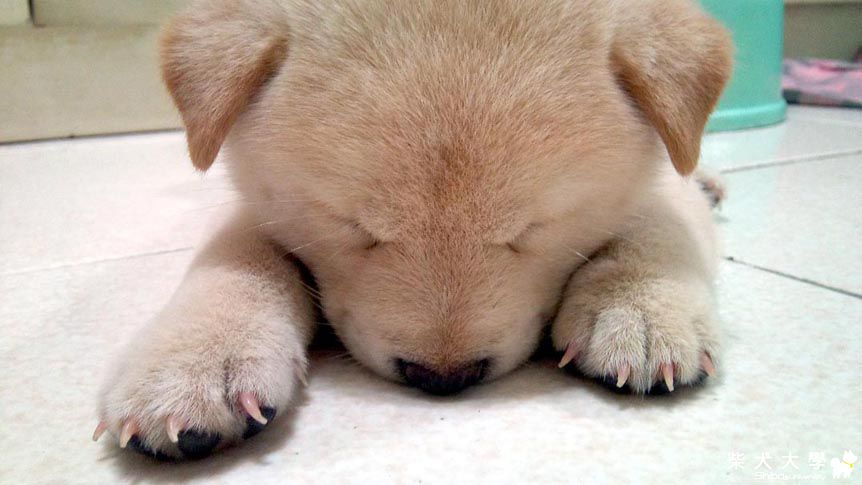 Malu也是連城莊的哦(原發表者:malu爸)(綜合討論)