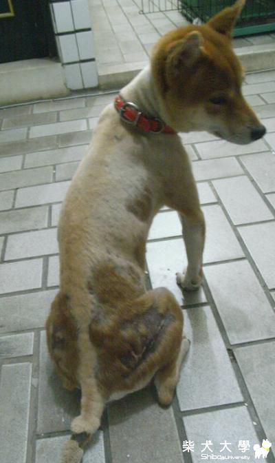 今天剛拍的帥妹(原發表者:老大滴爸比)(相簿)