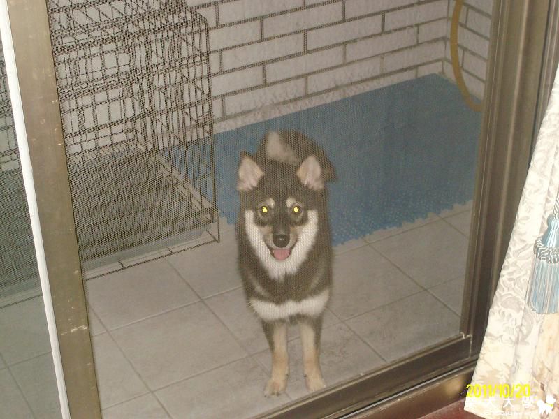 我家COLA六個月嚕...(原發表者:COLA拔)(相簿)