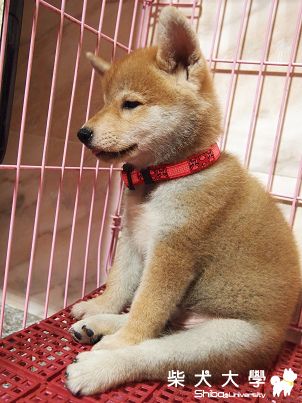 今天是Q比來到的第三天~~~(原發表者:akon_1314)(相簿)