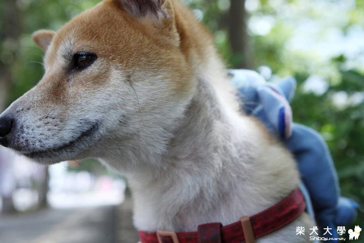 巫薩巫薩！林口霧社街遊(原發表者:60103st)(相簿)