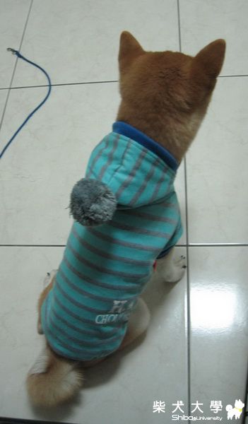 穿了衣服不會動(原發表者:BOOM媽)(相簿)