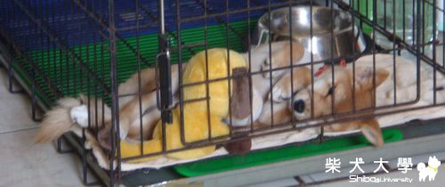 兔兔像人類一樣的睡姿(原發表者:LINDA9956)(相簿)