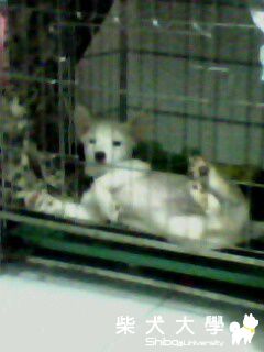 希望這樣可以!!!!(原發表者:哈吉媽)(相簿)