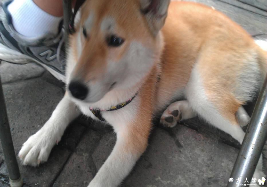 小布妹妹！(原發表者:violet0422)(相簿)