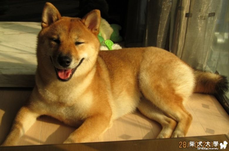 豆漿做日光浴(原發表者:豆漿媽)(相簿)