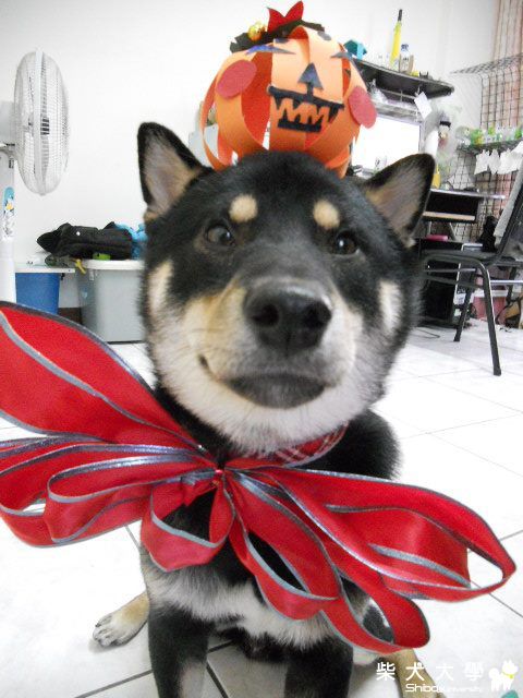 我是萬聖節寶寶"不給糖就灑尿"不卜一歲生日快樂!(原發表者:阿助)(相簿)