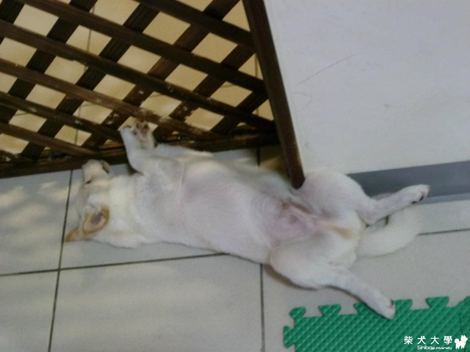 小雞雞附近的毛啥時會長?(原發表者:jimmilk7995)(環境管理)