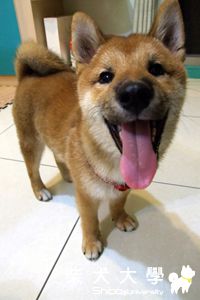 遛狗遇到其他飼主 狗狗的互動(原發表者:Nicky家)(體能訓練)