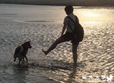 有人會帶家裡的狗狗去海邊追浪嗎?(原發表者:妞妞M)(相簿)