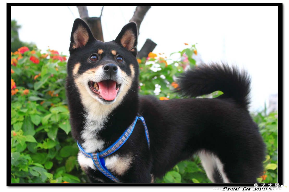 小庫洛踏青去(原發表者:庫洛爸)(相簿)