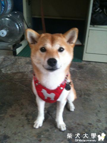 愛心餐點 >_<"(原發表者:nicole92)(飲食保健)