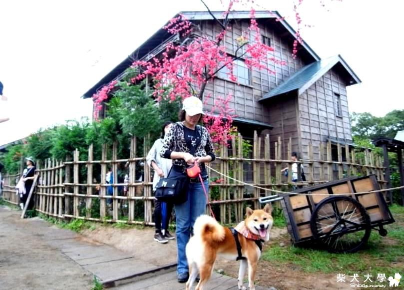 吉谷與ㄆ哩~賽德克芭萊 林口霧社街-100-11.6(原發表者:吉谷家)(相簿)