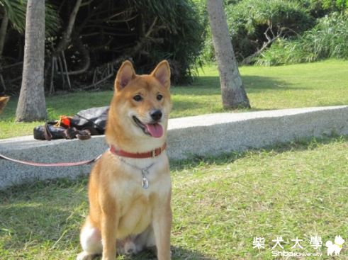 【基隆市】請協尋公柴犬-瘦瘦(未結紮-約一歲)(原發表者:胖胖家)