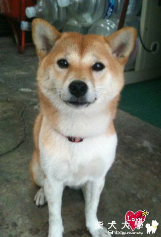 大家好！我8個月了^_^(原發表者:nicole92)(相簿)