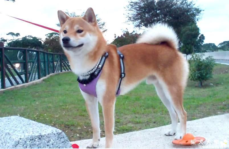 雨終於停歇了  週末的寵物公園(原發表者:吉谷家)(相簿)