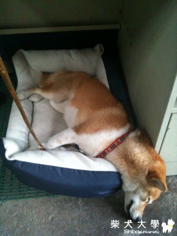 也太好睡了吧!!(原發表者:nicole92)(相簿)