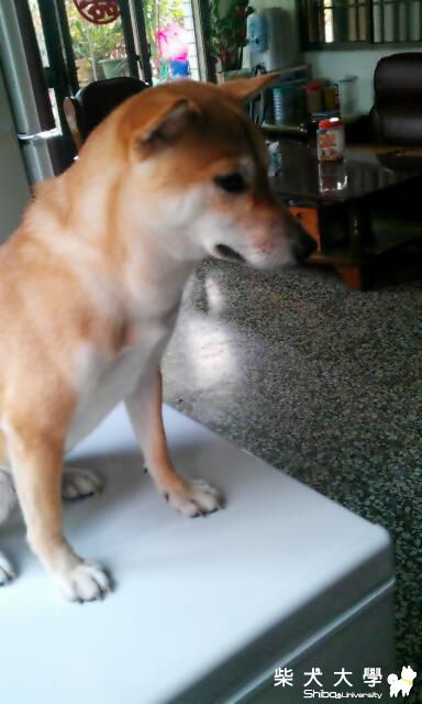 11個月囉 分享最近的照片!!(原發表者:mask508)(相簿)