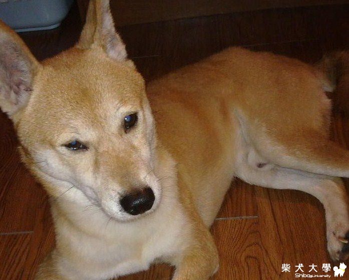 我的柴柴(原發表者:joetu66)(綜合討論)