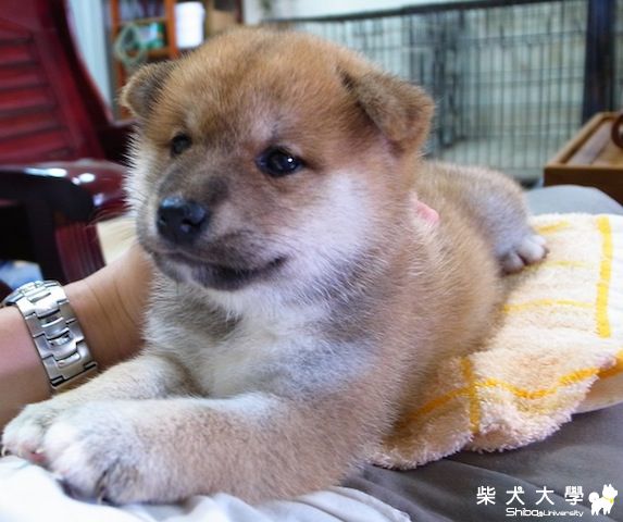 萌萌本週滿月新照(原發表者:萩的爸媽)(相簿)