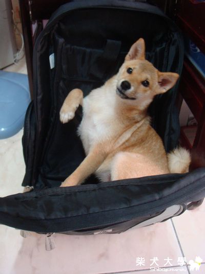 兔兔的新款"運輸籠"(原發表者:LINDA9956)(綜合討論)