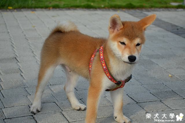 Q比即將滿三個月~~出門踏青去(原發表者:akon_1314)(相簿)