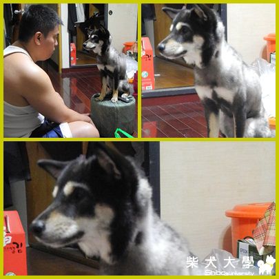 puppy差一點走丟了~!(原發表者:adimus1998)(體能訓練)