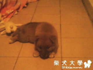 BIBI小寶貝的嫩照>~<  我是新生哦:)(原發表者:kippy220)(相簿)