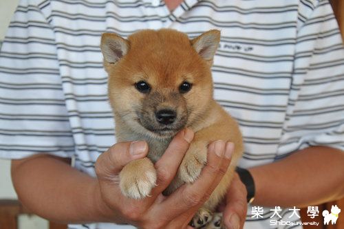 啾咪到家了!!!(原發表者:啾咪麻)(相簿)