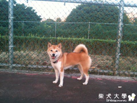 板橋寵物公園(原發表者:nicole92)(綜合討論)