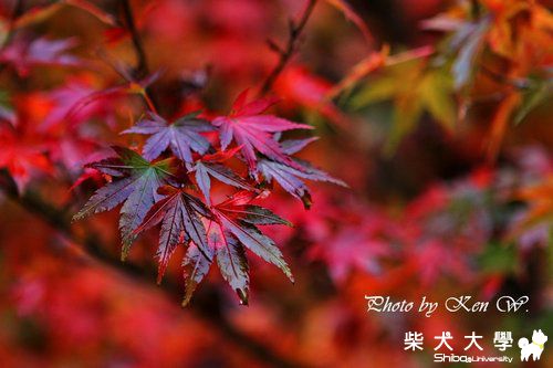 秋之協奏曲~賞楓．采蘋趣(原發表者:財妹拔拔)(相簿)