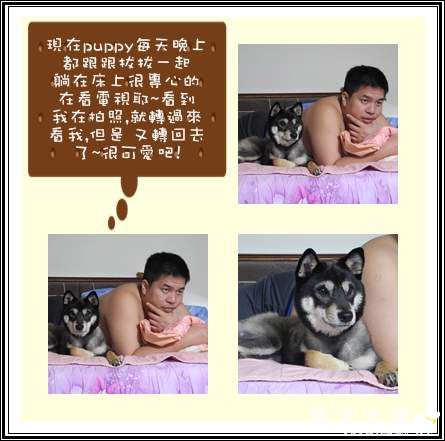 愛看電視的puppy~(原發表者:adimus1998)(相簿)