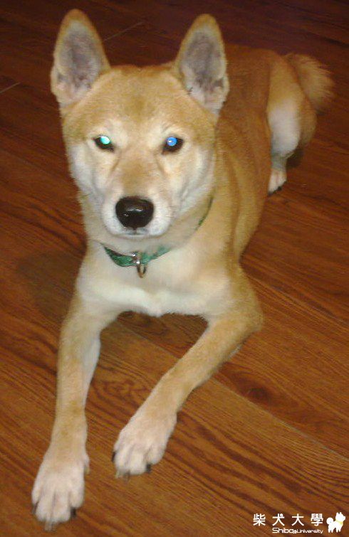 略見長肉的Asahi(原發表者:joetu66)(相簿)