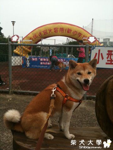 11/26狗狗迷宮大冒險(原發表者:nicole92)(相簿)