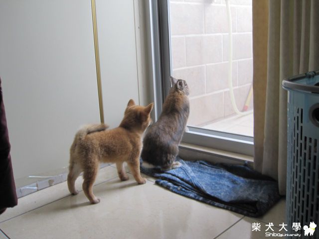 啾咪的近況和近照(原發表者:啾咪麻)(相簿)