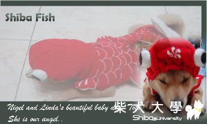 兔兔的柴魚名片(原發表者:LINDA9956)(相簿)