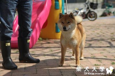 禾風犬舍12月份即將引進日本柴犬種公(原發表者:禾風柴犬)(綜合討論)