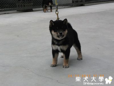 日本進口種公鈴若錦直子(原發表者:禾風柴犬)(綜合討論)