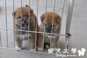 禾風犬舍幼柴欣賞篇(已結緣)(原發表者:禾風柴犬)(相簿)