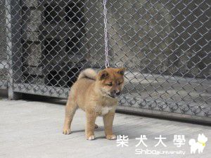 禾風柴犬欣賞(原發表者:禾風柴犬)(相簿)