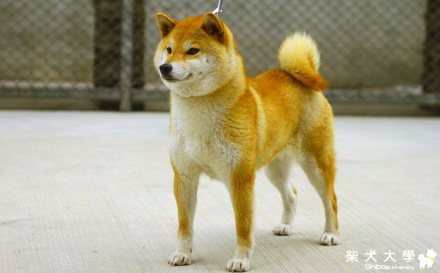 禾風犬舍引進日本全國展狀犬牝組一席(原發表者:禾風柴犬)(綜合討論)