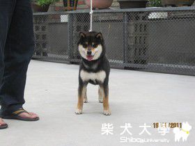 禾風犬舍引進日本柴犬種公  鈴若錦號(於9月一居大陸)(原發表者:禾風柴犬)(綜合討論)