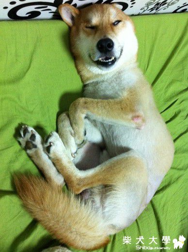 我們家這隻連睡覺都像流氓!!(原發表者:soarwu)(相簿)