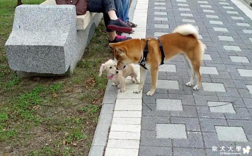 寵物公園邂逅小美眉(原發表者:吉谷家)(相簿)