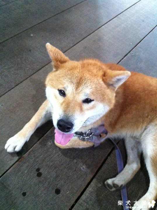 我家的小公柴(原發表者:oscar25025)(相簿)