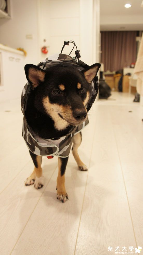 貝兒第一次穿雨衣～(原發表者:貝兒媽咪)(相簿)