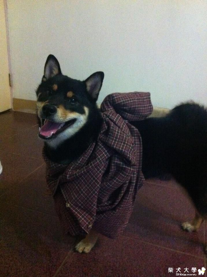 Kenji 也走流行風(原發表者:g9371042)(相簿)