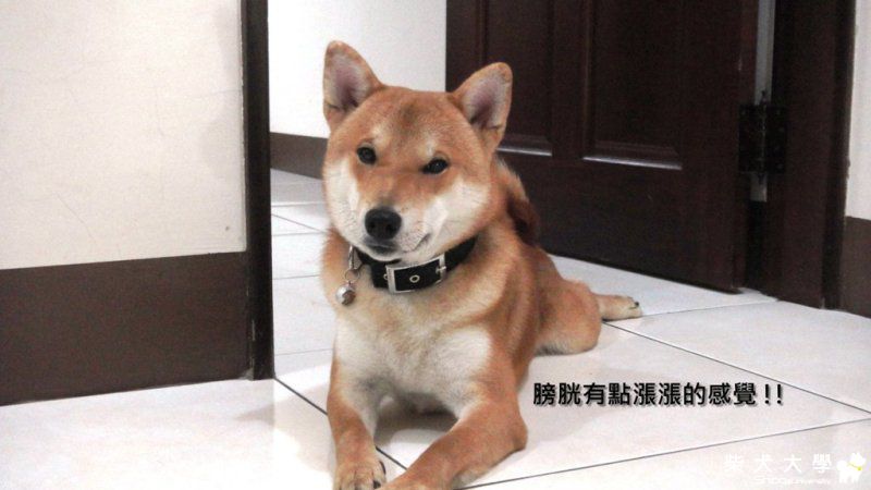 布丁又忍不住了!(原發表者:ericrong)(相簿)