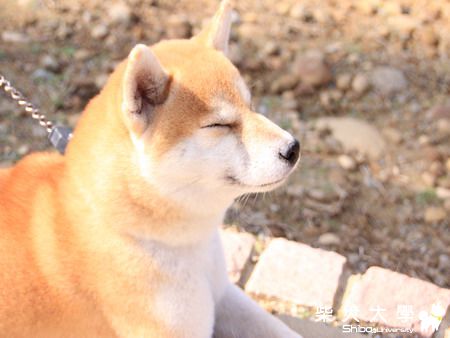 日光浴(原發表者:妮妮妹)(相簿)