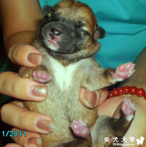 TORA新生的三隻小柴照(原發表者:TORA妹)(相簿)